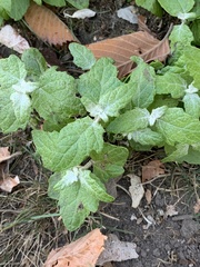 Chenopodium album