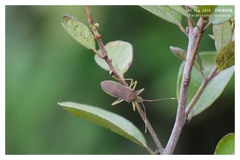Paradasynus spinosus