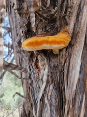 Pyrofomes juniperinus