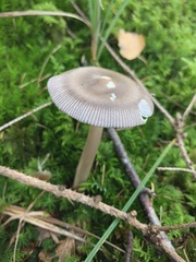 Amanita umbrinolutea