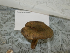 Lactarius atroviridis