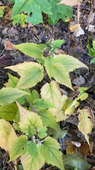 Symphyotrichum cordifolium