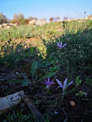 Colchicum cupanii