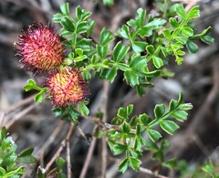 Dodonaea humilis