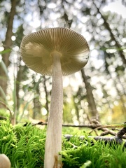 Amanita umbrinolutea
