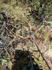 Rhamnus erythroxyloides