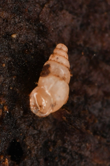 Carychium