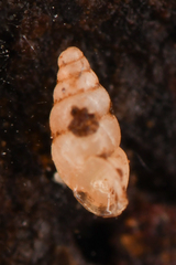 Carychium