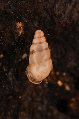 Carychium