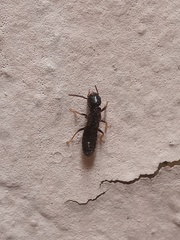 Reticulitermes hesperus