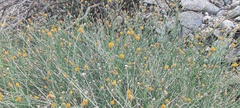 Bebbia juncea aspera