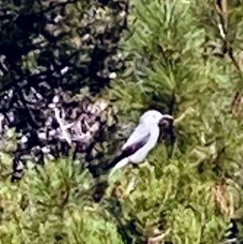 iNaturalist observation photo of Clark's Nutcracker