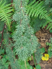 Asparagus rubicundus