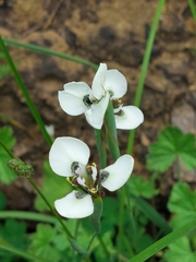 Moraea tricuspidata