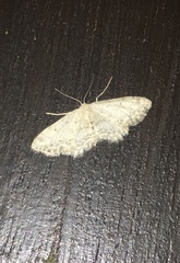 Idaea incisaria
