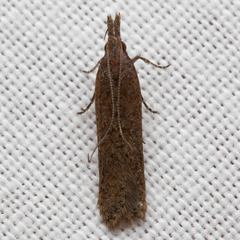 Dichomeris ligulella