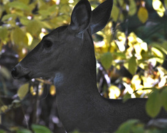Odocoileus virginianus
