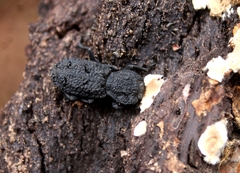 Phloeodes diabolicus