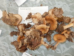 Lactarius romagnesii