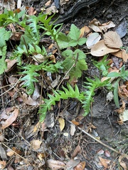 Polypodium calirhiza