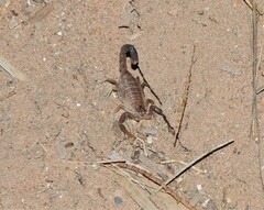 Androctonus amoreuxi