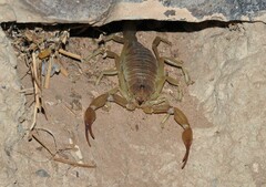 Androctonus amoreuxi