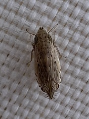 Flexamia