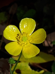 Ranunculus hispidus