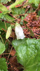 Campanula punctata