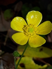 Ranunculus hispidus