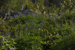 Lupinus polyphyllus