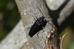 Tibionema abdominalis
