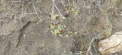 Eriogonum inflatum