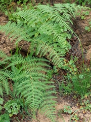 Pteridium aquilinum capense