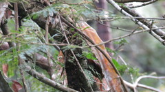 Synallaxis albescens