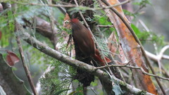 Synallaxis albescens