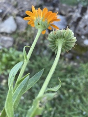 Calendula officinalis