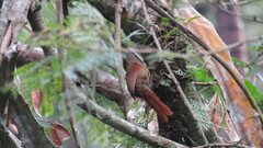 Synallaxis albescens