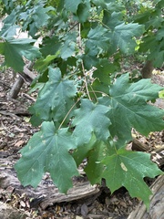 Acer platanoides