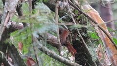 Synallaxis albescens