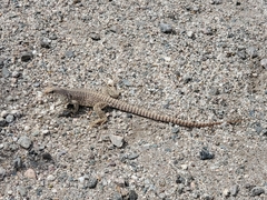 Dipsosaurus dorsalis