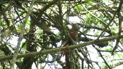 Synallaxis albescens