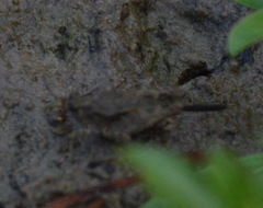 Paratettix mexicanus