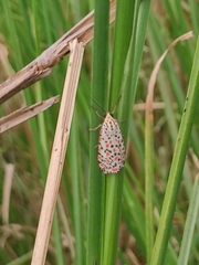 Utetheisa pulchelloides