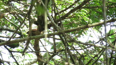 Synallaxis albescens