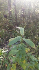 Rudbeckia auriculata
