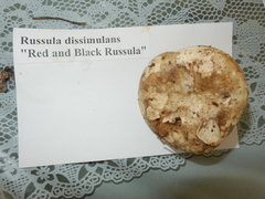 Russula dissimulans