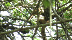 Synallaxis albescens