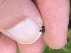 Glyptobaris lecontei