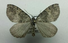 Hydriomena furcata